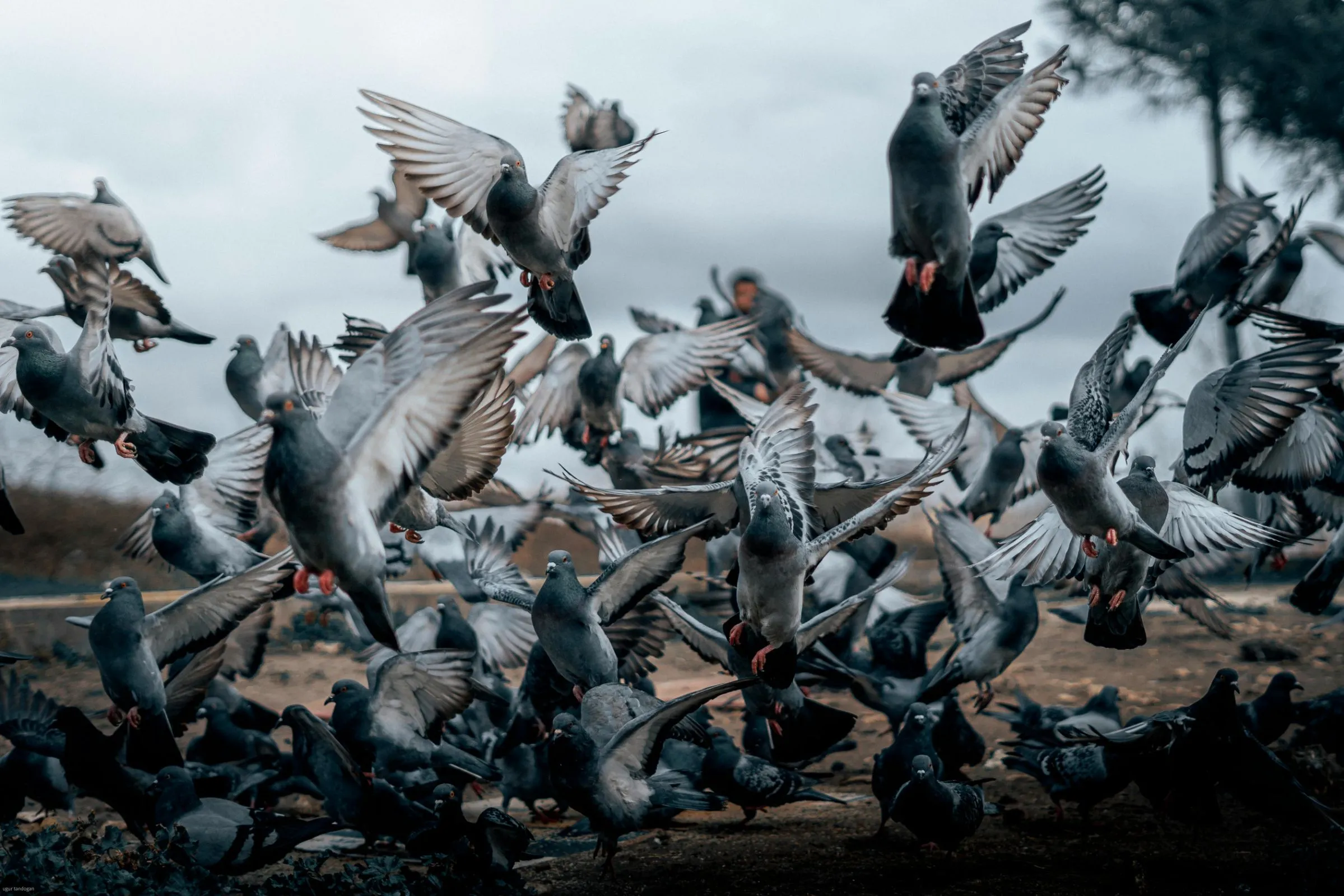 Đàn chim bồ câu đang bay, biểu tượng cho giao thức hài hước IP over Avian Carriers (IPoAC) hay RFC 1149, minh họa việc truyền dữ liệu qua chim.